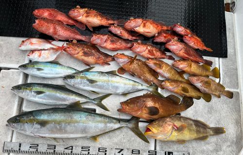 ヒラマサの釣果