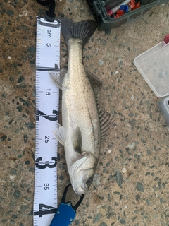 セイゴ（マルスズキ）の釣果