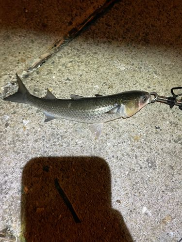 ボラの釣果