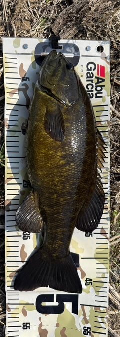 スモールマウスバスの釣果