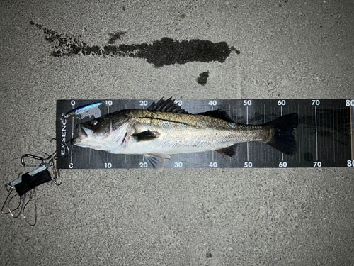 シーバスの釣果