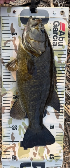 スモールマウスバスの釣果