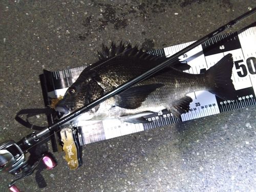 チヌの釣果