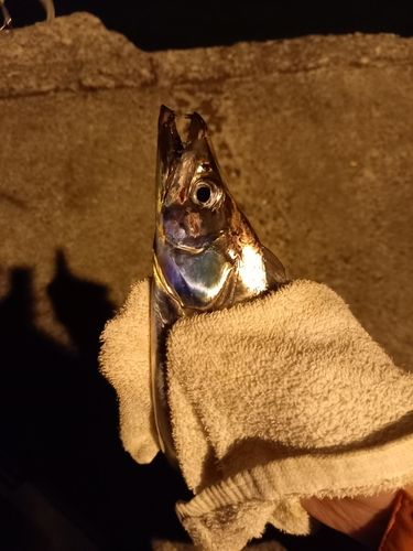 タチウオの釣果