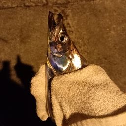 タチウオ