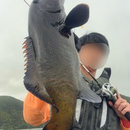 アオノメハタ