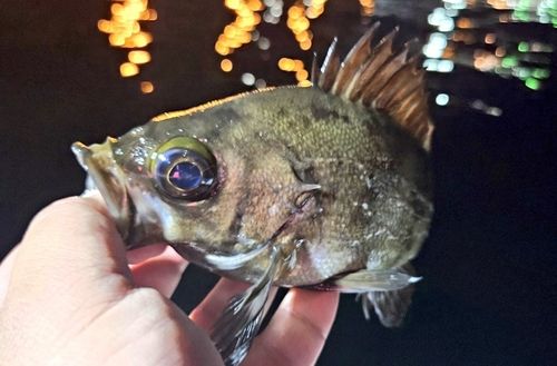 メバルの釣果