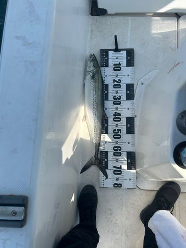 サワラの釣果