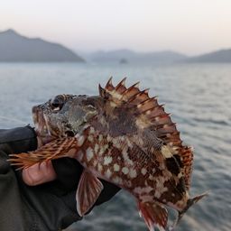 カサゴ