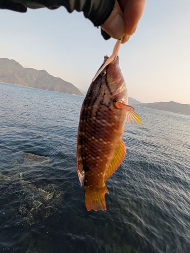 イソベラの釣果