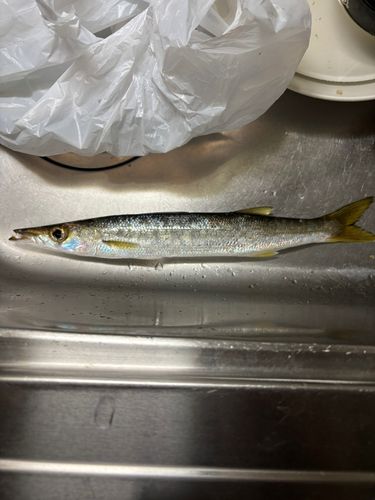 カマスの釣果