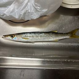 カマス
