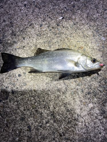 セイゴ（ヒラスズキ）の釣果