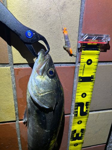 シーバスの釣果