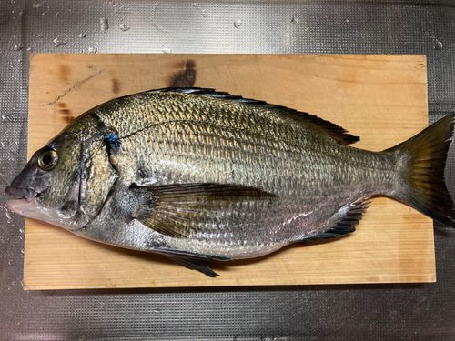 チヌの釣果