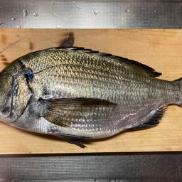 チヌ