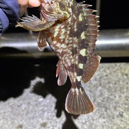 カサゴ