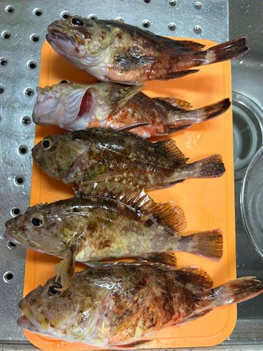 アラカブの釣果