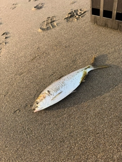 コノシロの釣果
