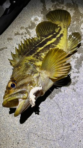 シマソイの釣果