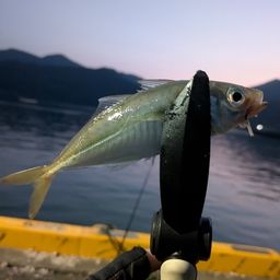アジ