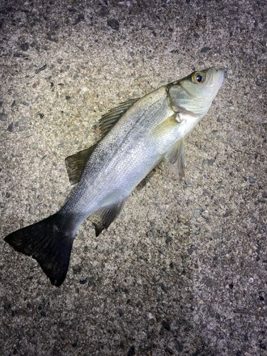 セイゴ（ヒラスズキ）の釣果