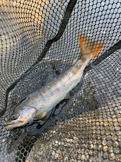 アマゴの釣果