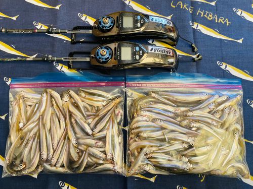 ワカサギの釣果