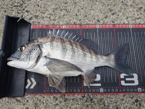 クロダイの釣果