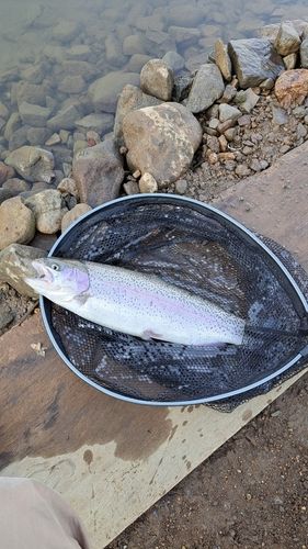 レインボートラウトの釣果