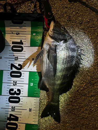 クロダイの釣果