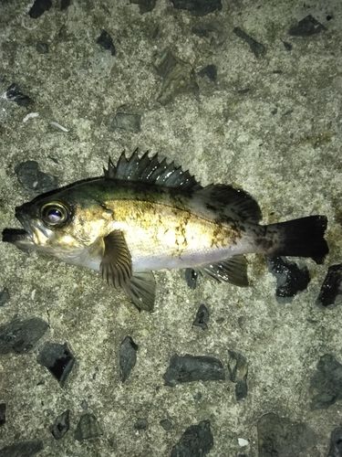 アオメバルの釣果