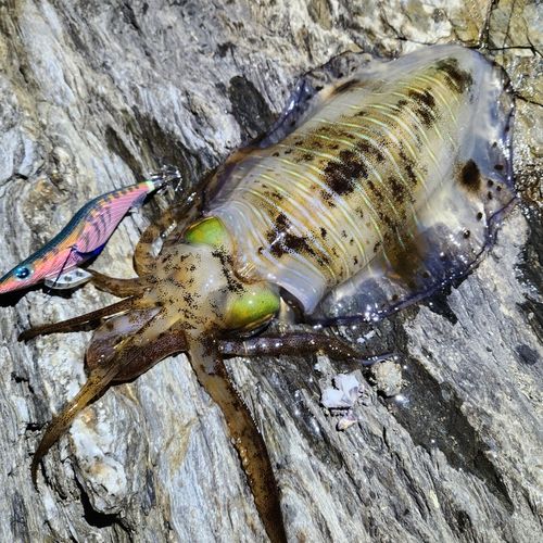 アオリイカの釣果