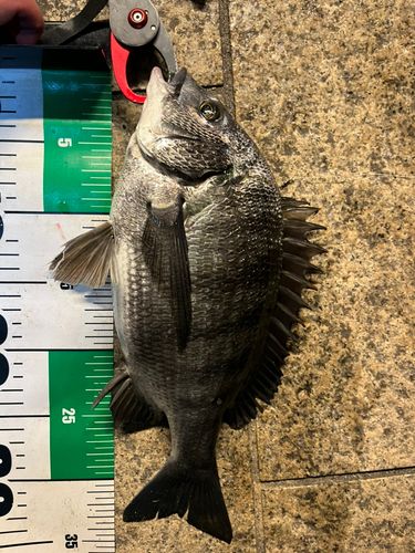 クロダイの釣果