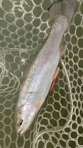 レインボートラウトの釣果