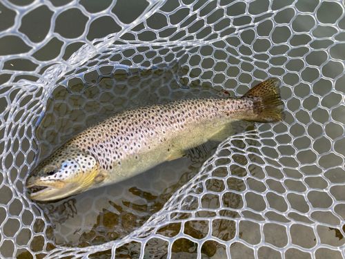 ブラウントラウトの釣果