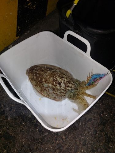 マツバイカの釣果