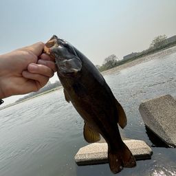 スモールマウスバス