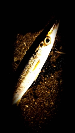 アカカマスの釣果