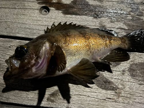 メバルの釣果
