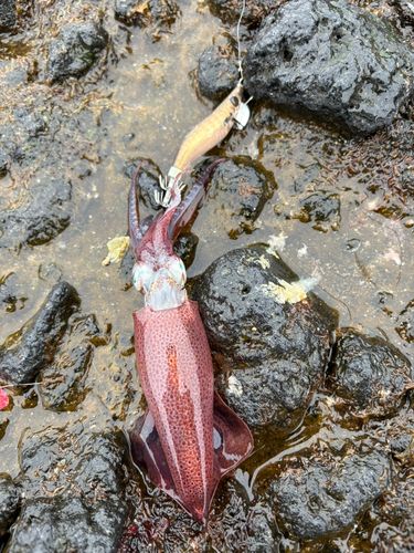 マメイカの釣果