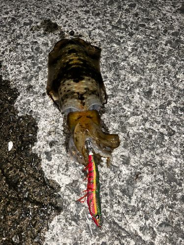 アオリイカの釣果