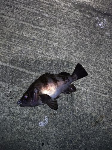 メバルの釣果