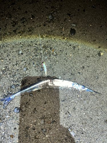 サヨリの釣果
