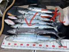 サワラの釣果