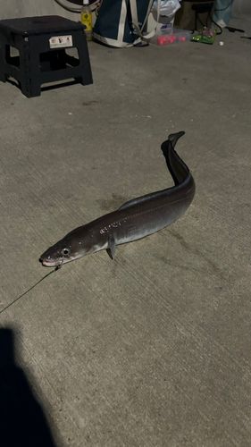 ダイナンアナゴの釣果