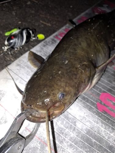 ナマズの釣果