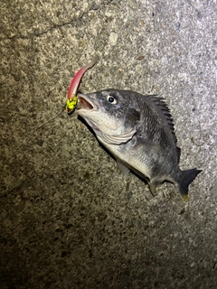 キビレの釣果