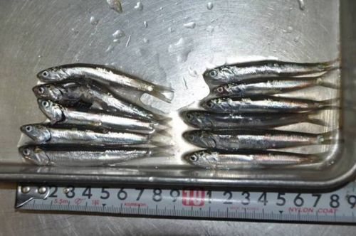 カタクチイワシの釣果