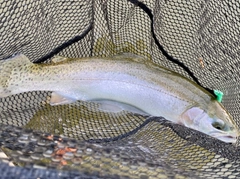 ニジマスの釣果